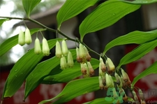 黃精的功效與作用及食用方法 黃精的副作用 黃精的功效與作用及食用方法 黃精的副作用