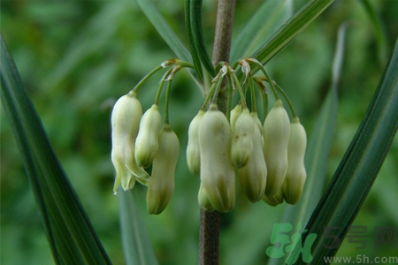 黃精的功效與作用及食用方法 黃精的副作用 黃精的功效與作用及食用方法 黃精的副作用