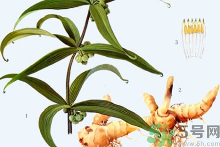 黃精的功效與作用及食用方法 黃精的副作用 黃精的功效與作用及食用方法 黃精的副作用