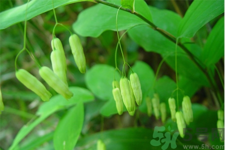 黃精的功效與作用及食用方法 黃精的副作用 黃精的功效與作用及食用方法 黃精的副作用