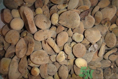 五倍子的功效與作用 五倍子的藥用價(jià)值 五倍子的功效與作用 五倍子的藥用價(jià)值