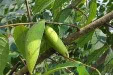 五倍子能治早泄嗎？五倍子的副作用有哪些？