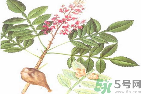 五倍子能治早泄嗎？五倍子的副作用有哪些？