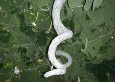 蛇瓜怎么做好吃？蛇瓜的做法大全