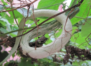 蛇瓜怎么做好吃？蛇瓜的做法大全