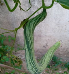 蛇瓜怎么做好吃？蛇瓜的做法大全