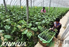 有機蔬菜是什么意思?有機蔬菜和無機蔬菜的區(qū)別 有機蔬菜是什么意思?有機蔬菜和無機蔬菜的區(qū)別