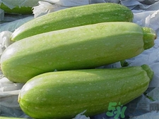 西葫蘆的營養(yǎng)價值 西葫蘆的功效與作用 西葫蘆的營養(yǎng)價值 西葫蘆的功效與作用