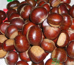 生板栗怎么去殼？生板栗去殼妙招