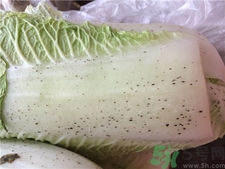 大白菜有黑點能吃嗎?大白菜有黑點是什么? 大白菜有黑點能吃嗎?大白菜有黑點是什么?
