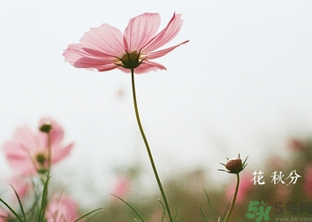 秋分吃什么？秋分吃什么水果？