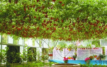 樹番茄怎么吃？樹番茄的功效作用