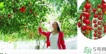 樹番茄怎么吃？樹番茄的功效作用