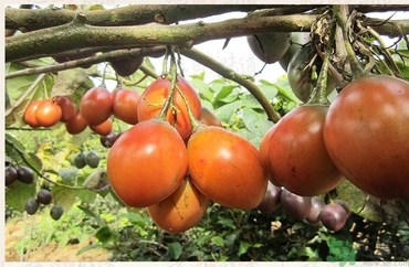 樹番茄怎么吃？樹番茄的功效作用
