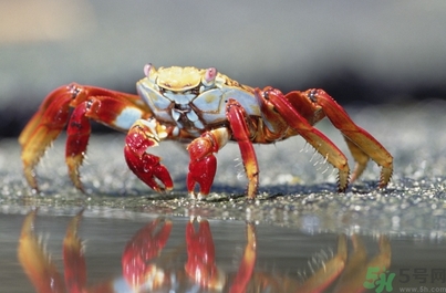 秋天吃海鮮好嗎？秋天吃什么海鮮好？