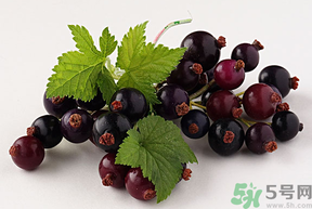 黑加侖的營(yíng)養(yǎng)價(jià)值 黑加侖的功效與作用 黑加侖的營(yíng)養(yǎng)價(jià)值 黑加侖的功效與作用