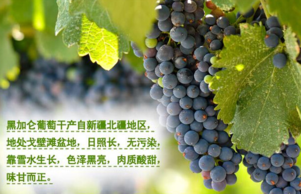 黑加侖皮能吃嗎？黑加侖皮的功效