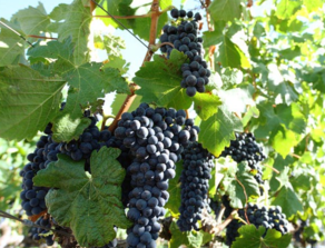 黑加侖皮能吃嗎？黑加侖皮的功效