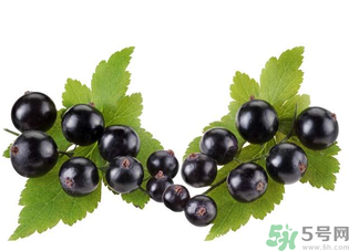 孕婦能吃黑加侖嗎？孕婦吃黑加侖好嗎？