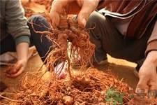 三七可以泡酒嗎?三七泡酒的功效與作用 三七可以泡酒嗎?三七泡酒的功效與作用