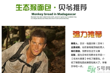 面包果怎么吃？面包果的功效