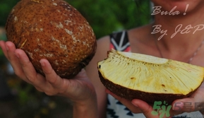 面包果怎么吃？面包果的功效