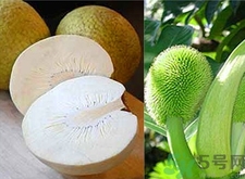 面包果怎么吃？面包果的功效