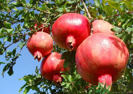 九月份吃什么水果？九月份吃什么水果好？