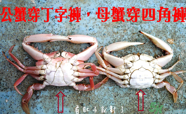 九月份吃公蟹還是母蟹？公蟹和母蟹哪個更好吃？