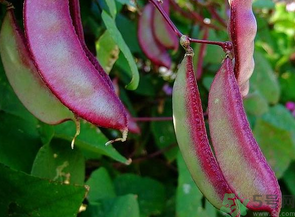 九月份吃什么蔬菜？適合九月份吃的蔬菜推薦