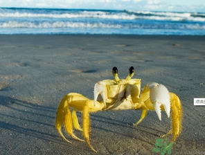 螃蟹可以帶上飛機(jī)嗎？螃蟹可以托運(yùn)嗎？