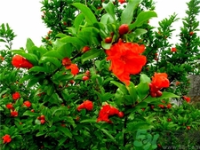 白石榴好還是紅石榴好?白石榴和紅石榴的區(qū)別 白石榴好還是紅石榴好?白石榴和紅石榴的區(qū)別