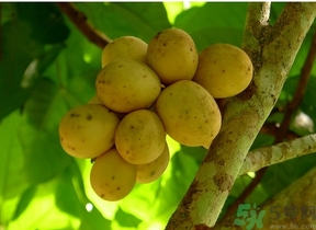 吃龍功果會上火嗎？龍功果的功效