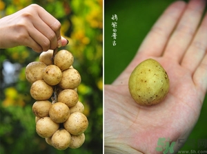 吃龍功果會上火嗎？龍功果的功效