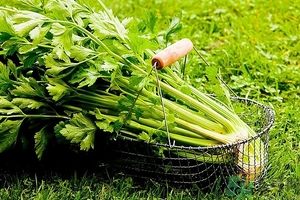 芹菜汁能去斑嗎？芹菜汁可以做面膜嗎？