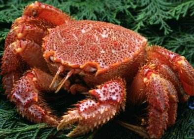 大閘蟹什么時候吃最好？吃大閘蟹的最佳時間