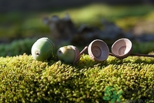 銀杏樹果子能吃嗎?銀杏樹果子怎么吃 銀杏樹果子能吃嗎?銀杏樹果子怎么吃