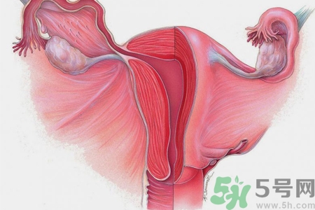 子宮移位的原因是什么？子宮移位的癥狀有哪些？