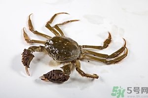 螃蟹怎么保存才新鮮？活螃蟹怎么保存過夜？