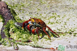 螃蟹怎么保存才新鮮？活螃蟹怎么保存過夜？