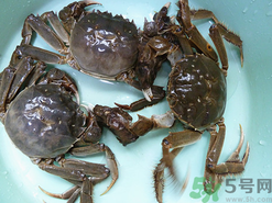 陽澄湖大閘蟹怎么保存？陽澄湖大閘蟹保存方法