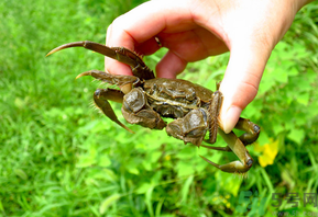 陽澄湖大閘蟹怎么保存？陽澄湖大閘蟹保存方法
