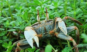 陽澄湖大閘蟹如何保鮮？陽澄湖大閘蟹保質期