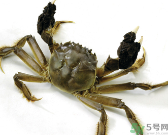 陽澄湖大閘蟹如何保鮮？陽澄湖大閘蟹保質期