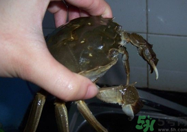 大閘蟹怎么洗？大閘蟹怎么洗才干凈？