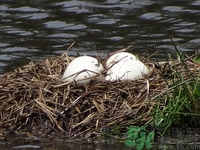 蘋(píng)果和鵝蛋能一起吃嗎?蘋(píng)果和鵝蛋一起吃好嗎 蘋(píng)果和鵝蛋能一起吃嗎?蘋(píng)果和鵝蛋一起吃好嗎