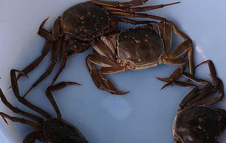 大閘蟹可以放冰箱嗎？大閘蟹放冰箱能活幾天？