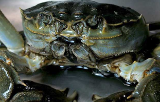 大閘蟹可以放冰箱嗎？大閘蟹放冰箱能活幾天？