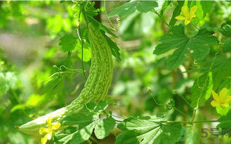 苦瓜汁是飯前喝還是飯后喝？苦瓜汁什么時候喝最好？