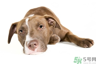 懶有什么壞處？懶有什么好處？